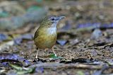 Abbott's Babbler